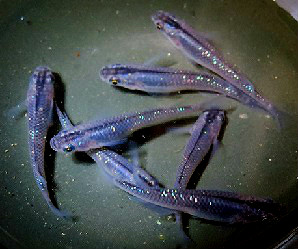 [メダカ舘・如月]黒ラメ幹之Lサイズ成魚②