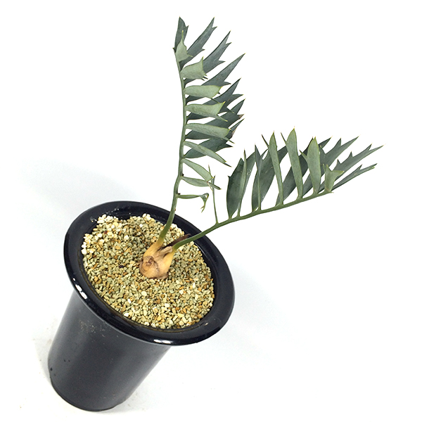 Encephalartos horridus エンセファラルトス・ホリダス② E-18塊根植物