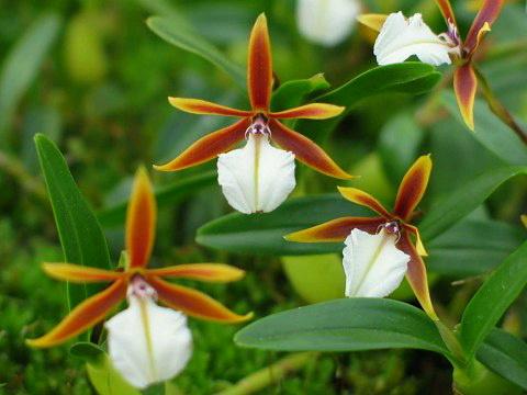 ☆洋蘭原種☆ Dinema.polybulbon(JP) 開花特大株・蕾付