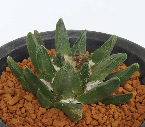 サボテン☆多肉植物　竜角牡丹　実生　８cm　　②