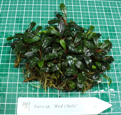 ブセファランドラ Buce sp. Red Chilli 大株 Bucephalandra dark red