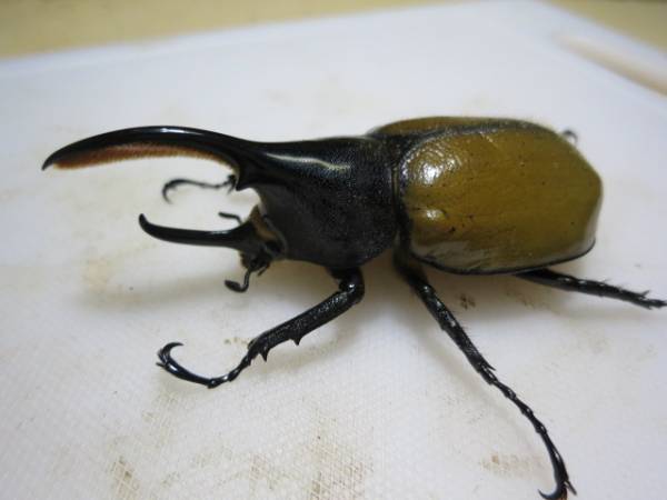 ◎　ＤＨ・パスコアリ　大型血統　ペア　NO4