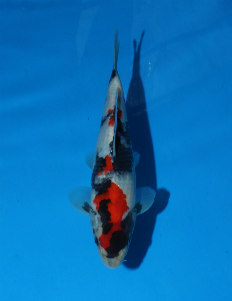 ★第１５回★　★大日養鯉場★特選当歳　昭和★　No.11