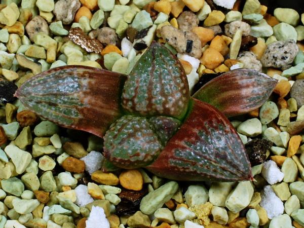 多肉植物　ハオルチア　ピクタ錦HM-1