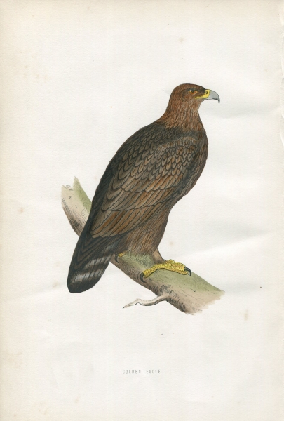 1870年 Morris イギリスの鳥~イヌワシ