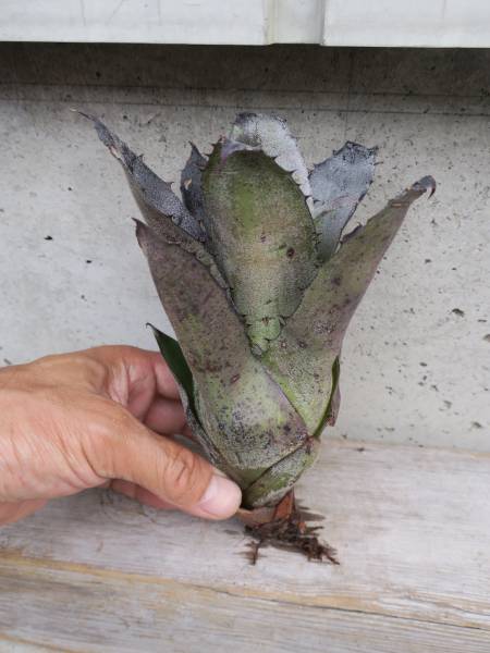 （◎＿◎；）★Hohenbergia leopoldo-horstii★★★★★★★★★