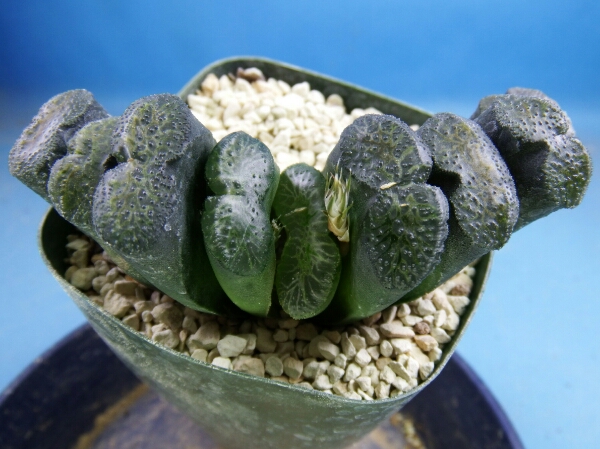 サボテン 多肉植物　33　ハオルチア　玉扇　黒モザイク　