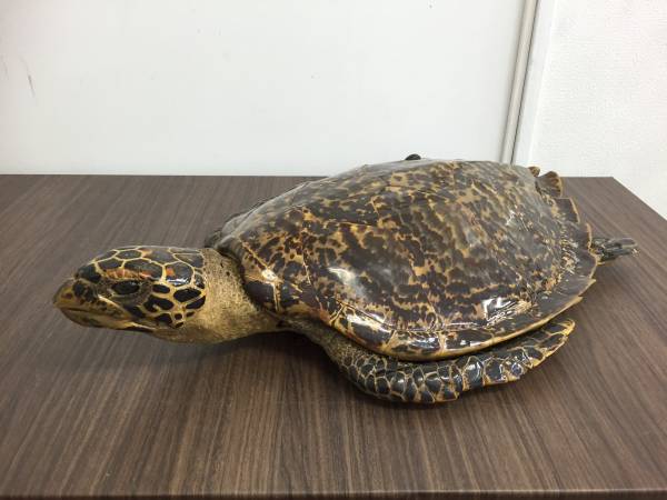 良品! 亀 剥製 アンティーク置物 ウミガメ? 約58cm 壁掛け可
