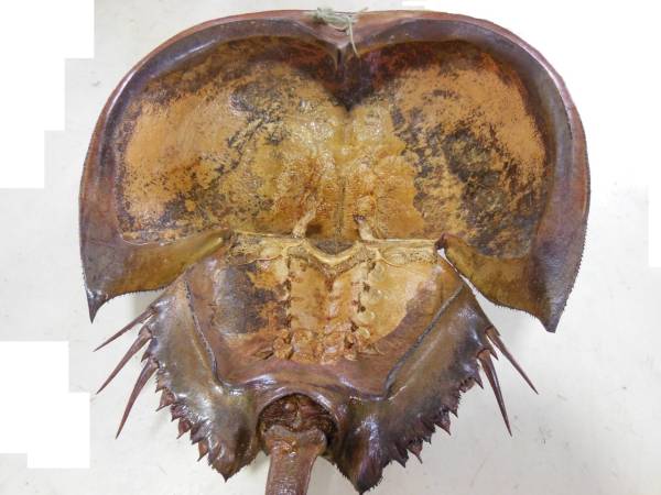 骨格標本　カブトガニ　「生きた化石」　三葉虫 カブトガニ 「生きた化石」 三葉虫 公式通販 骨格標本 | カブトガニ