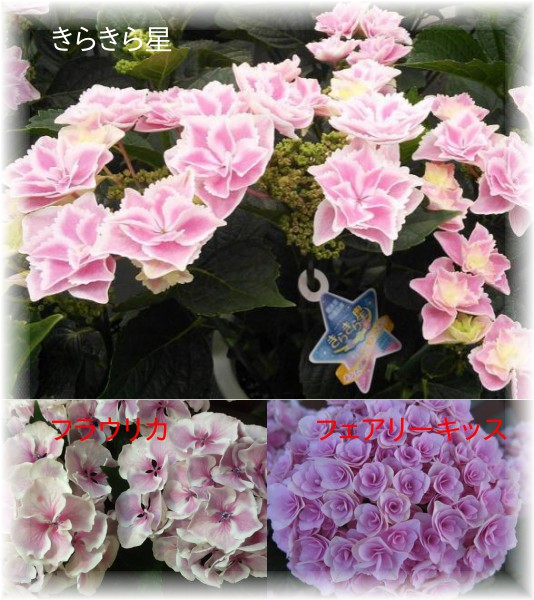 人気のアジサイ　　挿し木用枝　13品種　13本