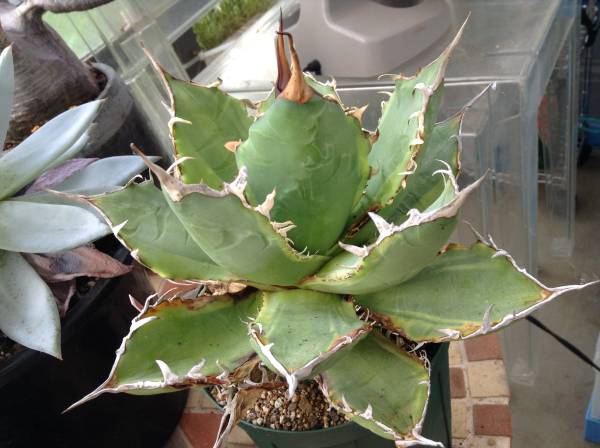 ☆ アガベ　【チタノータNo1 】　黄覆斑 強刺　美大株
