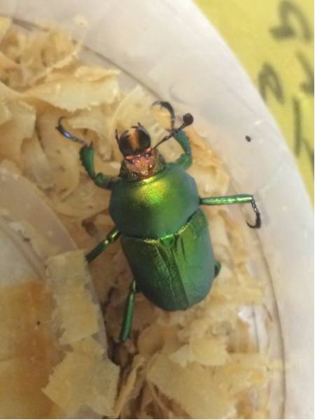 アエネア♂単品その2