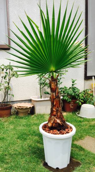 激安大サイズ！ワシントンヤシ南国トロピカル