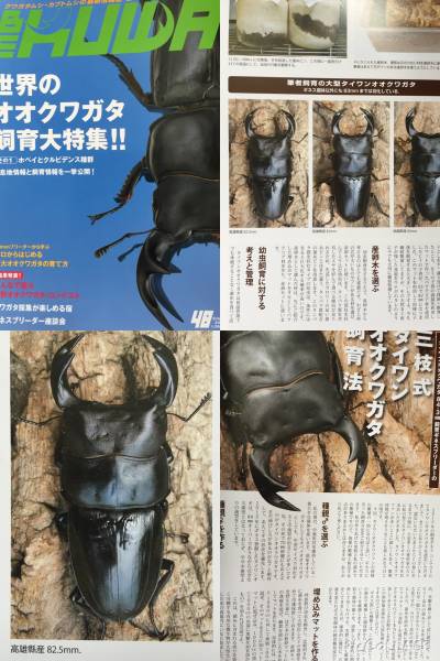 BE-KUWA48号掲載!ギネス血統極太タイワンオオクワガタペア!②