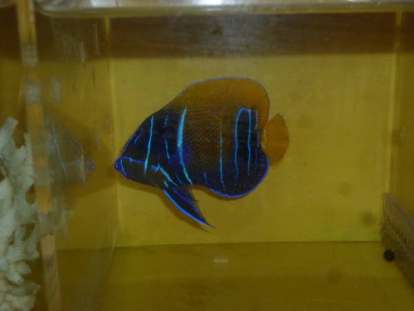 イナズマ半成魚