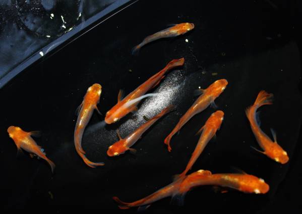 楊貴妃透明鱗光メダカ　（紅）　１０匹