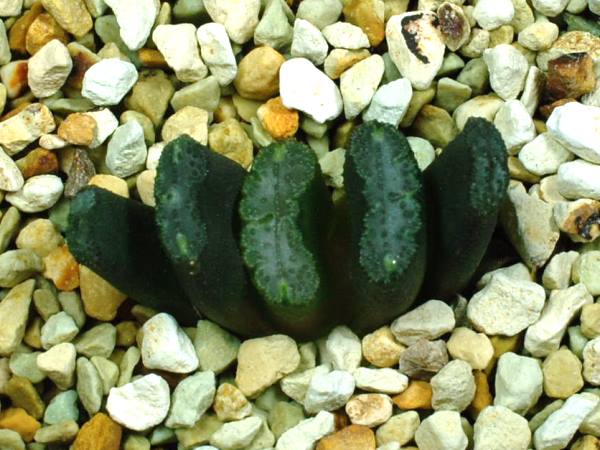 多肉植物　ハオルチア　玉扇　青竜