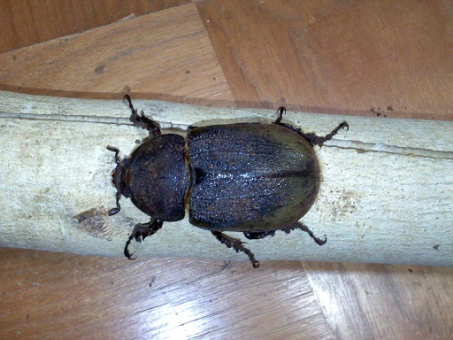 ヘラクレス・ヘラクレス♀2匹（62，67mm）8月上旬羽化