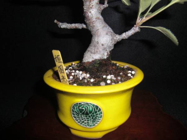 小盆栽園　姫りんご 国光実付き_2