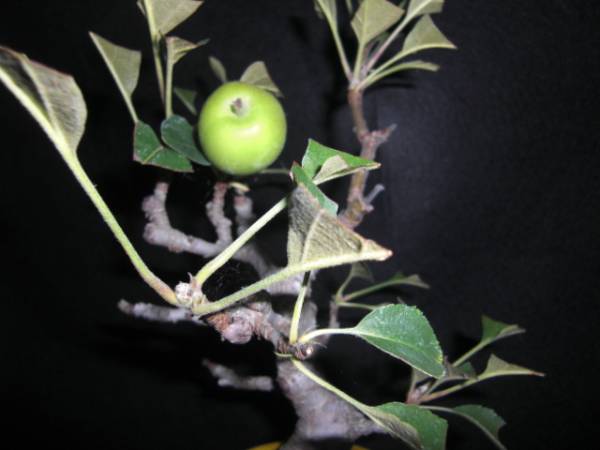 小盆栽園　姫りんご 国光実付き_3