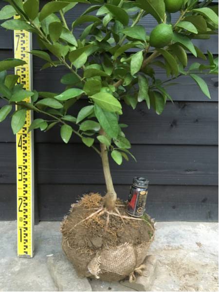 柑橘 果樹苗 実付き タヒチ ライム 大苗 植木 庭木 売買されたオークション情報 Yahooの商品情報をアーカイブ公開 オークファン Aucfan Com