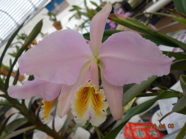 洋蘭 MS-109 C. mossiae concolor '#14'（OG)