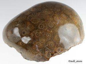 サンゴ 化石のYahoo!オークション(旧ヤフオク!)の相場・価格を見る