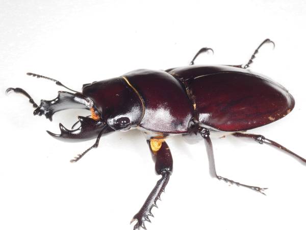 ヤエヤママルバネクワガタ 石丸バクテリア - 新成虫ヤエヤマ 