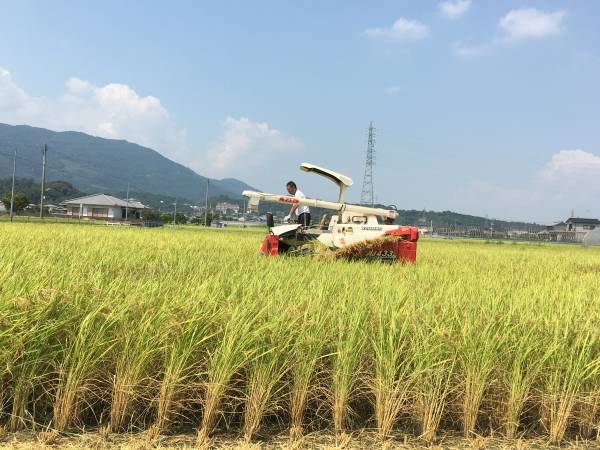 キヌヒカリ きぬひかり 10kg 近江米 10キロ 滋賀県産 令和7年産 (5kg