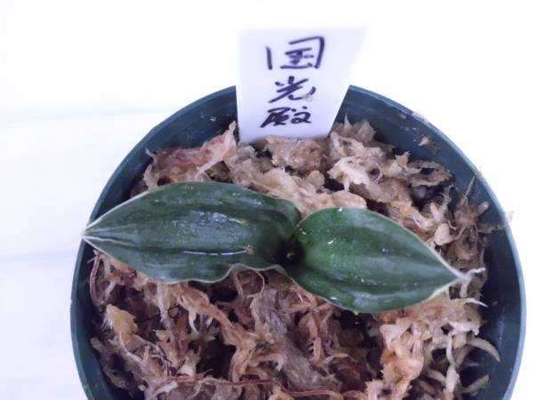 ◎万年青　おもと　国光殿