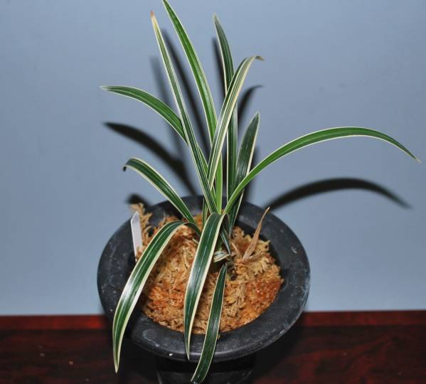 日本春蘭 『不二冠』4本立ち　春蘭 寒蘭 韓国春蘭　蘭遊園