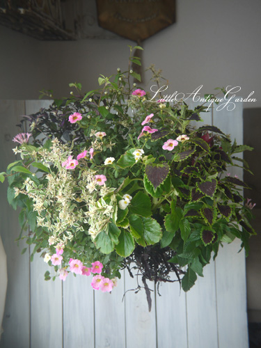 カリブラコアのブーケ！大きなハンギングバスケット・寄せ植え