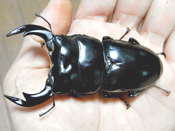 アンタエウス ダンプー 83ミリ A’ペア HORN’S