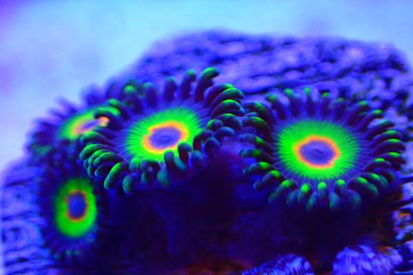 マメスナ ラスタ 4ポリプ