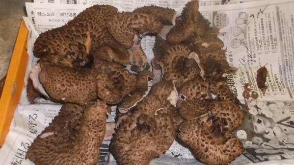 食品 乾燥香茸(岩手県産)250グラム