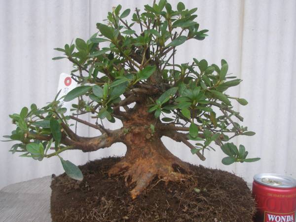 皐月。さつき。小品盆栽用新木。月光。