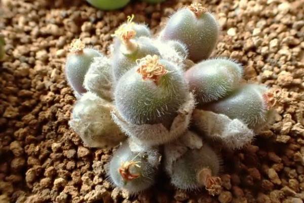 846 多肉植物・ハオルチア 万象錦hyb 白斑 ｜多肉植物 ハオルチア 万象