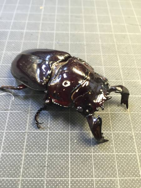 ⑦M.タランドゥス新成虫７０mm、４９mmペア