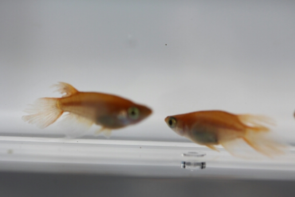 ☆桃ちゃんめだか☆松井ヒレ長☆天女の舞，楊貴妃2ペア