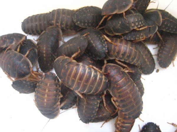 ★デュビアLサイズ（3ｃｍ～4ｃｍ）５００匹送料込￥７０００！