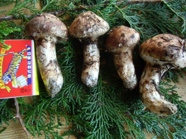 松茸　北海道　400g コロ　国産　④ 国産松茸④ 【公式通販】