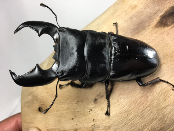 スマトラヒラタクワガタ ♂96mm ♀49.9mmペア