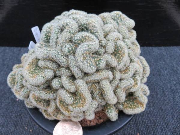 48.黄金司綴化　サボテン　多肉植物