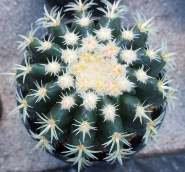 サボテン　多肉植物 金鯱（プラチナ）