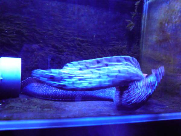 トラウツボ インディアンモレイ 引取限定 海水魚 トラウツボ 