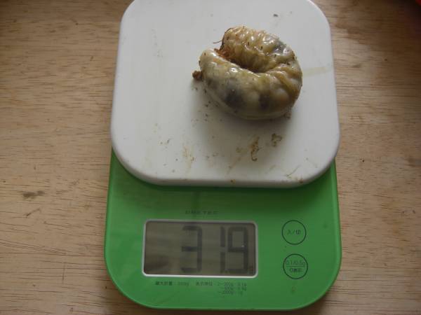 豊富な，爆買い ◇久留米産 オオクワガタ 3齢幼虫ペア（31.9g×15.4