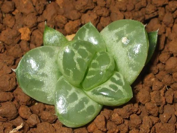 多肉植物　ハオルチア　蛙玉 多肉植物 ハオルチア 蛙玉(サボテン)｜売買されたオークション情報
