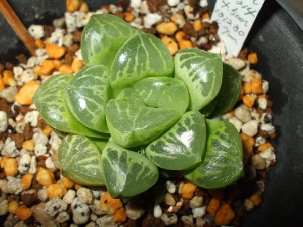 多肉植物 ハオルチア 蛙玉(サボテン)｜売買されたオークション情報