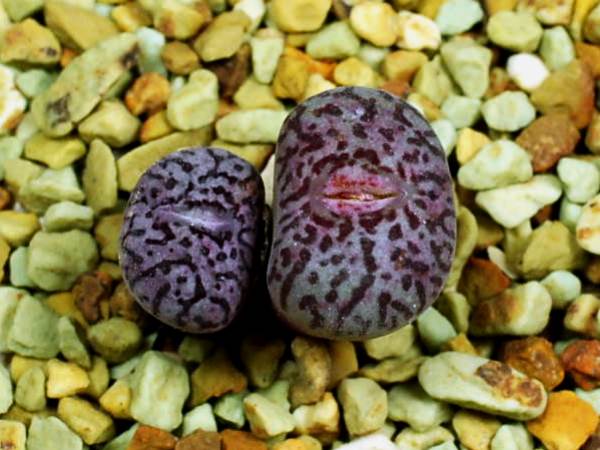 多肉植物　コノフィツム　コンスピキューム