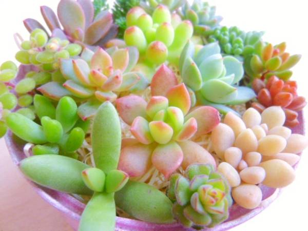 多肉植物 カット苗 マッコス 群月花 レズリー ルドリップ サボテン 売買されたオークション情報 Yahooの商品情報をアーカイブ公開 オークファン Aucfan Com